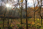 The earlyafternoon autumn sun through the tress in a wood near Almondbank, Perthshire, Scotland