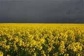A field of Rape Seed near to Stanley, Perthshire, Scotland