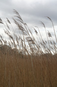 Reeds on the shore of Lundie Loch near to the village of Lundie near to Birkhill, Angus, Scotland