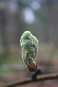 Spring Buds in Templeton Woods, Dundee, Scotland