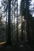 The afternoon sun through the treest in the forest beside the Hermitage, Dunkeld, Perthshire