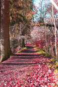 A walk alongside the lade near Almonbank, Perthshire, Scotland