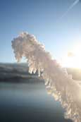 A frozen branch on a tree on the shores of Loch A Chuilin near Loch Luichart, Wester Ross, Scotland