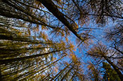 Near to the Bin Tower, Perth, Perthshire, Scotland