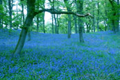 The Bluebell Woods near Murthly, Perthshire, Scotland