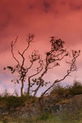 This bush was on the banks of the River Kerry, Gairloch, Wester Ross, Scotland