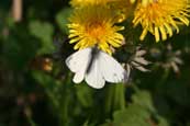 A Butterfly on a Dandelion plant in Taymount Forest near to Stanley, Perthshire, Scotland