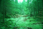 Part of the forest at The Hermitage, Dunkeld, Perthshire