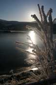 A frozen bush on the shores of Loch A Chuilin near Loch Luichart, Wester Ross, Scotland