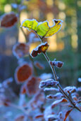 Frost on a tree at The Hermitage, Dunkeld, Perthshire, Scotland