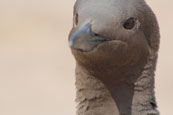 A Guillemot photographed at Lunan Bay, Angus, Scotland