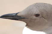 A Guillemot photographed at Lunan Bay, Angus, Scotland