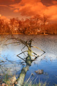 This image is from Stair Dam near Dunkeld, Perthshire, Scotland