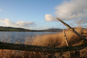 A view of Kinnoull Hill near Perth taken from Inchyra in the Carse of Gowrie, Perthshire, Scotland