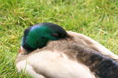 Mallard Drake pictured at Piper Dam, Birkhill, Angus, Scotland