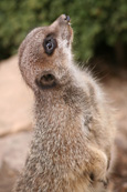 Compare The Meerkat. Meerkat pictured at Auchingarrich Wildlife Park near Comrie, Perthshire, Scotland.  Simples