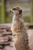 Compare The Meerkat. Meerkat pictured at Auchingarrich Wildlife Park near Comrie, Perthshire, Scotland.  Simples