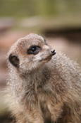 Compare The Meerkat. Meerkat pictured at Auchingarrich Wildlife Park near Comrie, Perthshire, Scotland.  Simples