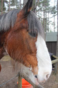 Ned the working Clydesdale horse at the Landmark Park, Carrbridge, Scotland