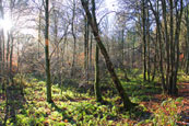 November at The Hermitage, Perthshire, Scotland