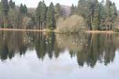 A flock of Oyster CAtchers in flight over Glenalmond Loch, Glenalmond, Perthshire, Scotland