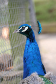A Peacock pictured at Auchingarrich Wildlife Park near to Comrie, Perthshire, Scotland
