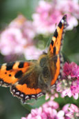 Red Admiral Butterfly photographed at Coldingham, Borders, Scotland