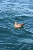 An Arctic Skua on Loch Gairloch, Wester Ross, Scotland