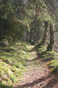 The spring sun through the trees of Glenalmond Forest, Glenalmond, Perthshire, Scotland