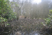 St Martins Woods and parrt of the old curling pond, St Martins, Perthshire, Scotland