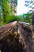 The aftermath of a storm at The Hermitage, Dunkeld, Perthshire, Scotland