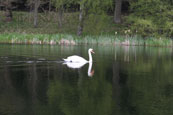 A solitary Swan on Balthayock Loch near Perth, Perthshire, Scotland