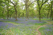 The Bluebell Woods near Murthly, Perthshire, Scotland