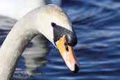 Swan (seriously NOT to be messed with!) on Balthayock Loch, near Perth, Perthshire, Scotland