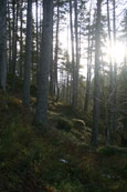 The Forest of Bruar near Bruar Falls, Perthshire, Scotland