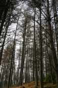 The forest at Bruar Falls, Bruar, Perthshire, Scotland