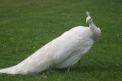 A White Peacock in the grounds of Scone Palace, Scone, Perthshire, Scotland