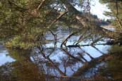 Reflections in the water and ice on Lairds Loch at Tullybaccart near Coupar Angus, Perthshire, Scotland