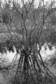 An image from the Old Curling Pond of Kinfauns Castle Estate to be found in Deuchney Woods near Kinnoull Hill, Perth, Perthshire, Scotland