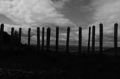 Posts on Moncrieff Hill, near Perth, Perthshire, Scotland