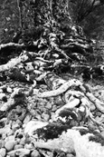 Tree roots on the shore of Loch Maree, Wester Ross, Scotland