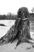 An old tree stump by the River Tay near to Stanley, Perthshire, Scotland