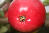 An Apple on a tree in a private garden in Perth, Perthshire, Scotland