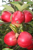 Apples on a tree in a private garden in Perth, Perthshire, Scotland