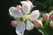 Apple Blossom on an apple tree in a private orchard in Perth, Perthshire, Scotland