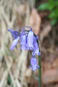 A Bluebell flower on the banks of the River Almond in Glenalmond, Perthshire, Scotland