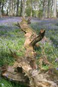 Part of the sea of Bluebells to be found in Northwood near to Murthly, Perthshire, Scotland