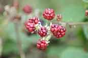 Brambles in Flowerdale Glen, Wester Ross, Scotland