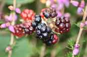 Brambles in Flowerdale Glen, Wester Ross, Scotland