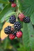 Brambles.  Taken on the shores of Loch Shiel, Highland, Scotland